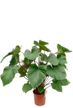 Homalomena Rubescens Maggy