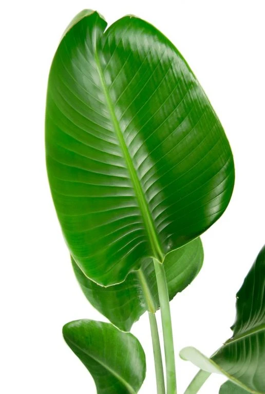 Strelitzia In Populaire Pot 4 Strelitzia In Populaire Pot - Afbeelding 2