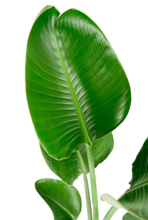 Strelitzia In Capi Groove 4 Strelitzia In Capi Groove - Afbeelding 2