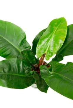 Philodendron Imperial Green In Elho -Planten Series kamerplant philodendron