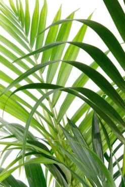 Planten Series 18 Planten Series -Planten Series kentia24 130 3 1