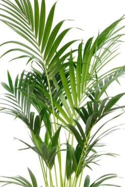Kentia Palm - Howea Forsteriana 7 Kentia Palm - Howea Forsteriana -Planten Series kentia24 180 1