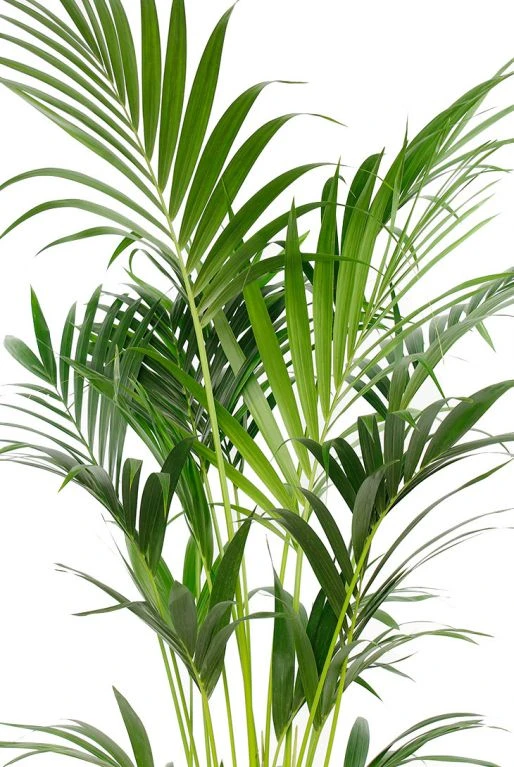 Kentia Palm - Howea Forsteriana 4 Kentia Palm - Howea Forsteriana - Afbeelding 2