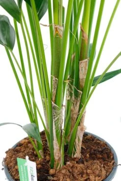 Kentia Palm - Howea Forsteriana 9 Kentia Palm - Howea Forsteriana -Planten Series kentia24 180 3 1