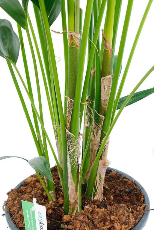 Kentia Palm - Howea Forsteriana 6 Kentia Palm - Howea Forsteriana - Afbeelding 4