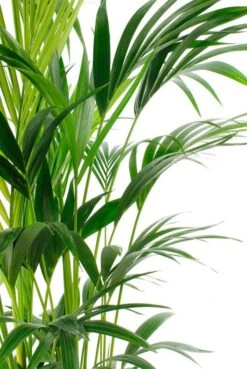 Kentia Palm In Elho Pot -Planten Series kentia27 180 2 2