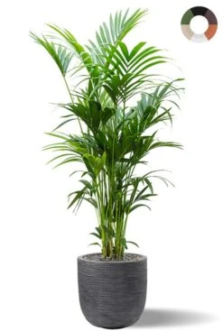 Kentia In Capi Waste Pot