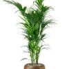 Kentia In Gouden Capi Pot -Planten Series kentia in capi goud