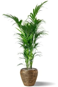 Kentia In Gouden Capi Pot