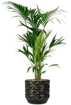 Kentia In Zwarte Pot