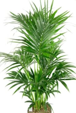 Kentia Palm In Elho Pot -Planten Series kentia kamerplant in pot 1 1