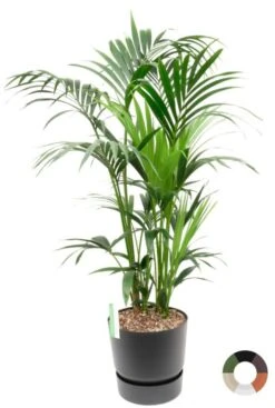 Kentia In Greenville Plantenbak