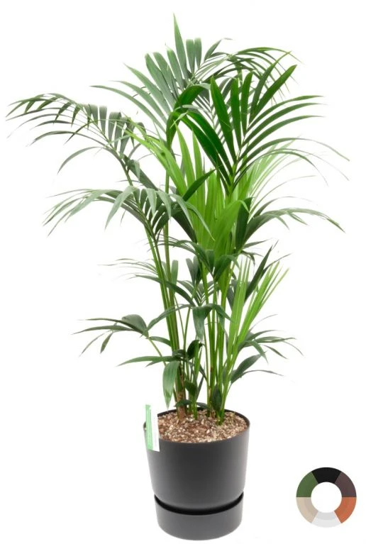 Kentia In Greenville Plantenbak 3 Kentia In Greenville Plantenbak