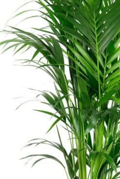 Kentia (extra Vol) - Howea Forsteriana -Planten Series kentia palm bladeren 1 7