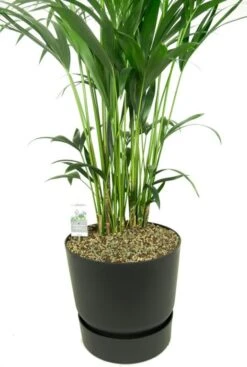 Kentia Palm In Elho Pot -Planten Series kentia palm in elho greenville pot