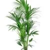Kentia In Elho Pot -Planten Series kentia palm in elho potten