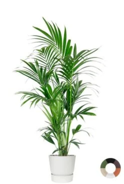 Kentia In Elho Pot