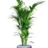Kentia In Luxe Pot -Planten Series kentia palm in luxe pot
