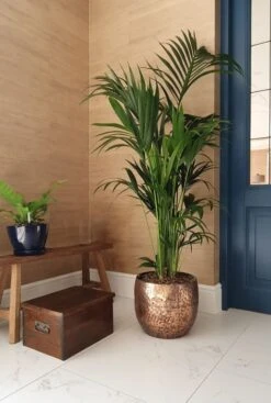 TS Collection Thomas Pot - Koper Rood -Planten Series kentia palm in metalen pot 3