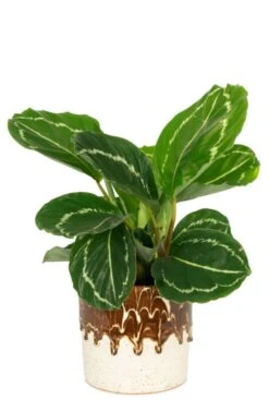 Gaby Pot - Bruin -Planten Series keramieke plantenpot bruin