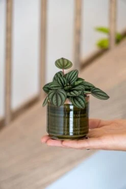 TS Collection Jordy Pot - Groen -Planten Series klein groen bloempotje 1