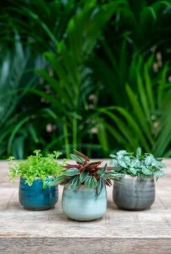 TS Collection Iris Pot