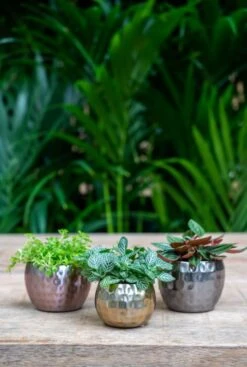 TS Collection Kody Pot