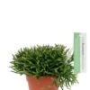 Rhipsalis Burchellii - Koraalcactus -Planten Series kleine rhipsalis burchellii