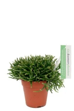 Rhipsalis Burchellii - Koraalcactus