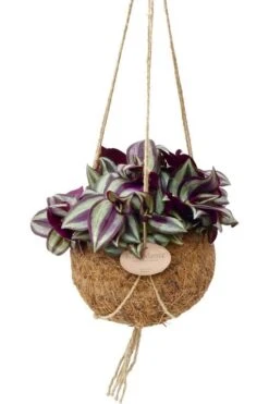 Kokodama Zebrina Purpusii - Vaderplant