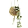 Kokodama Ceropegia Woodii - Chinees Lantaarnplantje -Planten Series kokodama ceropegia woodii 1