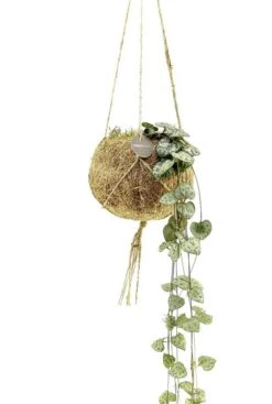 Kokodama Ceropegia Woodii - Chinees Lantaarnplantje