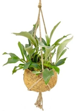 Kokodama XXL Platycerium - Hertshoornvaren