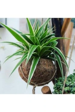 Graslelie (Chlorophytum Ocean) - Graslelie -Planten Series kokodama plant in kokosnoot