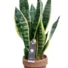 Kokodama Sansevieria - Vrouwentong -Planten Series kokodama sansevieria