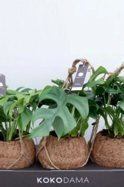 Kokodama Monstera Minima - Gatenplant -Planten Series kokosnoot met plant