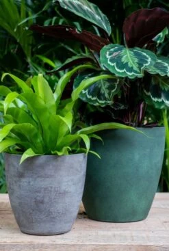 TS Collection Naomi Pot