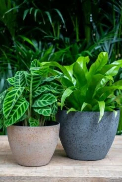 TS Collection Nova Pot