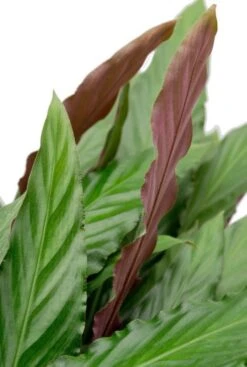 Calathea Wavestar - Pauwenplant -Planten Series langwerpig groen blad met haartjes