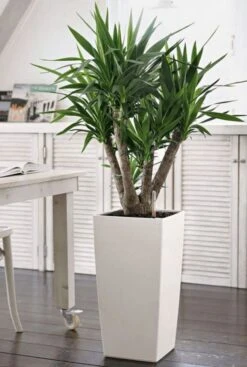 Lechuza Trend Cubico - Wit -Planten Series lechuza plantenbak wit 1