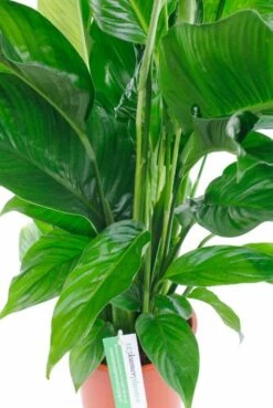 Spathiphyllum Bingo - Lepelplant 10 Spathiphyllum Bingo - Lepelplant -Planten Series lepelplant groen blad 1