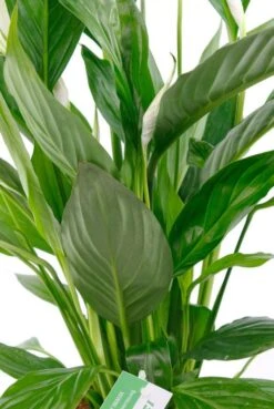 Spathiphyllum Vivaldi - Lepelplant 11 Spathiphyllum Vivaldi - Lepelplant -Planten Series lepelplant met grote groende bladeren
