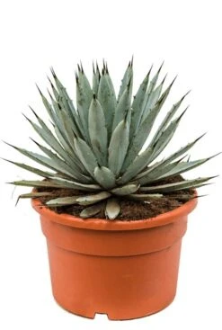Agave Macroacantha - Eeuwplant