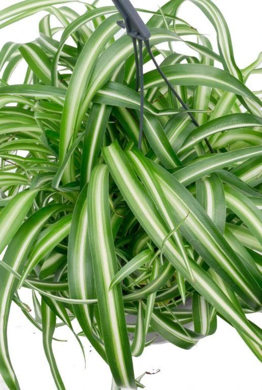 Chlorophytum Bonnie - Graslelie 4 Chlorophytum Bonnie - Graslelie - Afbeelding 2