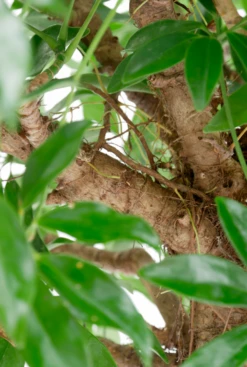 Schefflera Compacta - Vingersboom -Planten Series leuke kamerplant kopen 32cm