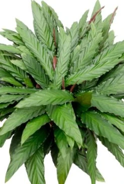Calathea Wavestar - Pauwenplant -Planten Series levende plant pauwenplant