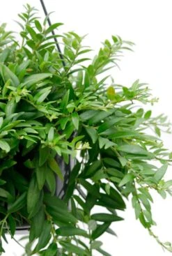 Aeschynanthus Japhrolepis - Lipstickplant -Planten Series lippenstiftplant kamerplant