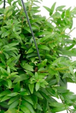 Aeschynanthus Japhrolepis - Lipstickplant -Planten Series lipstick plant hanger