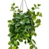 Aeschynanthus Mona Lisa - Lipstickplant -Planten Series lipstickplant hangplant