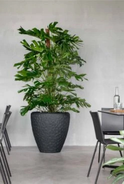Baq Polystone Rockwell Couple Pot - Zwart -Planten Series luxe zwarte plantenbak pot